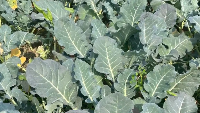 Cauliflower leaves
