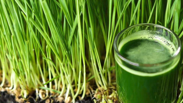 wheatgrass juice recipe and benefits!