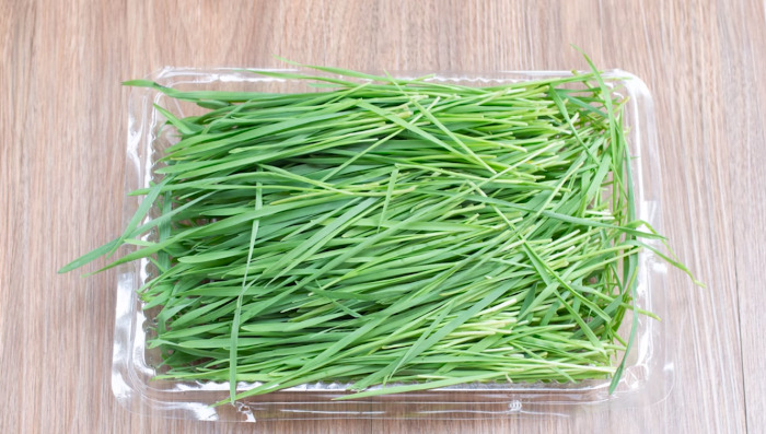 wheatgrass

